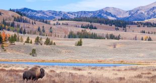 Yellowstone: 150 Tahun Muda